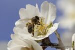 El costo ambiental de la leche de almendras 4 abeja