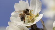 abeja