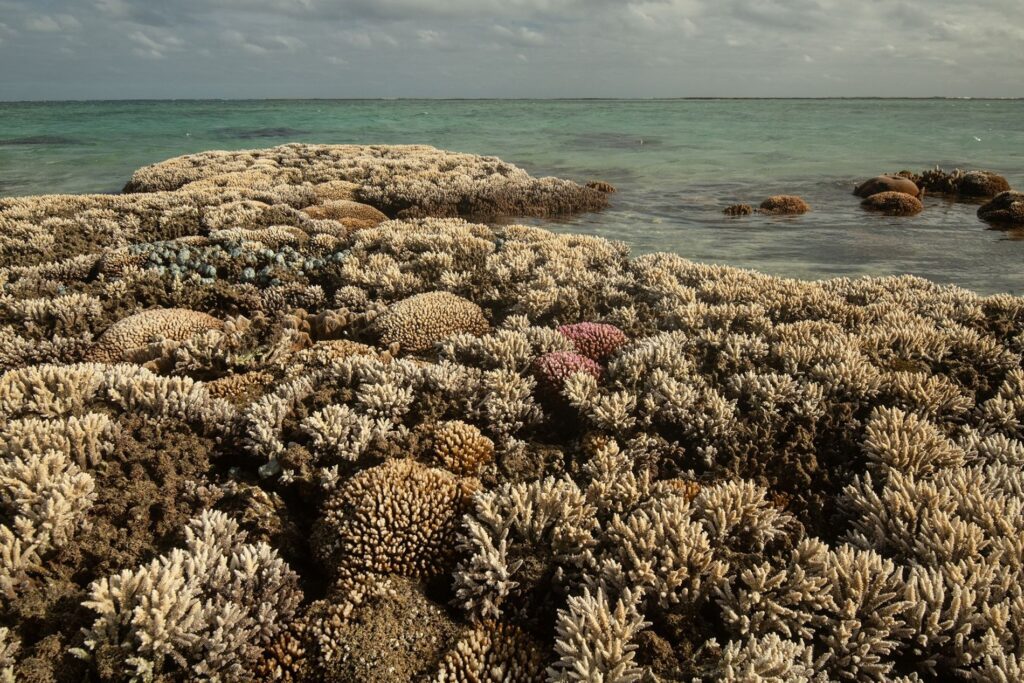 El planeta entra en zona de riesgo: La tierra alcanza su primer punto de inflexión climático irreversible 11 hoy