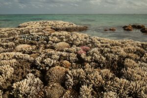 El planeta entra en zona de riesgo: La tierra alcanza su primer punto de inflexión climático irreversible  23 hoy