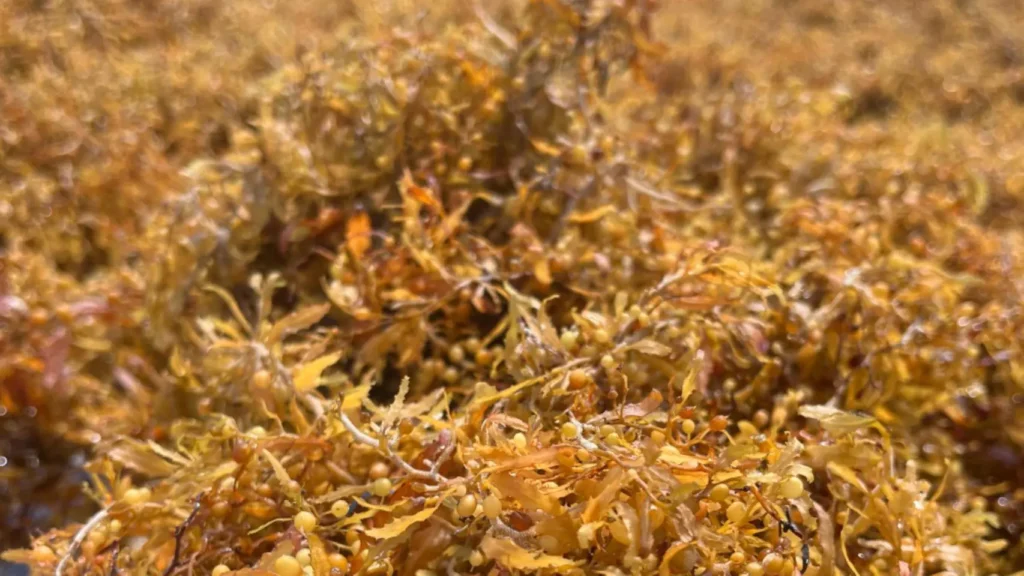 1003743918998 258588809 1706x960