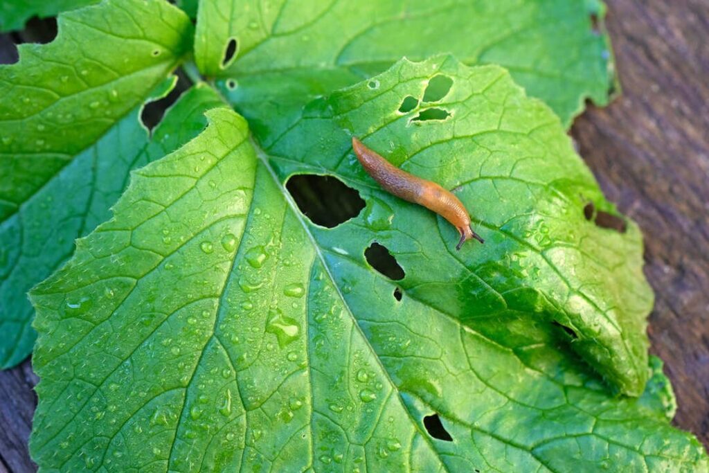 ¿Las plantas sienten dolor? La ciencia responde 12 hoy