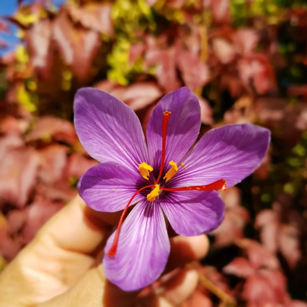 Flor morada con detalles amarillos.