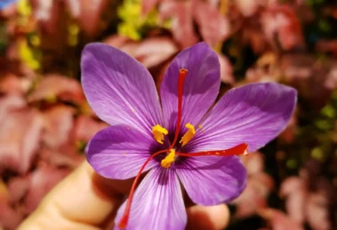 Flor morada con detalles amarillos.
