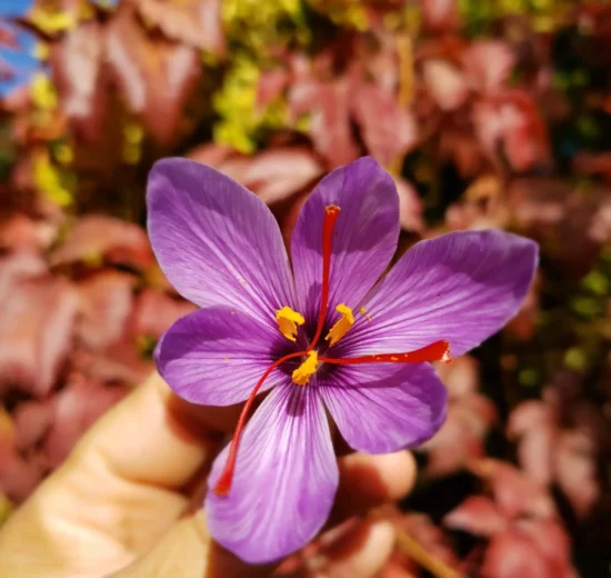 Flor morada con detalles amarillos.