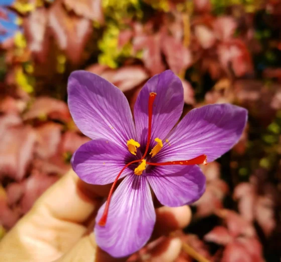 Flor morada con detalles amarillos.