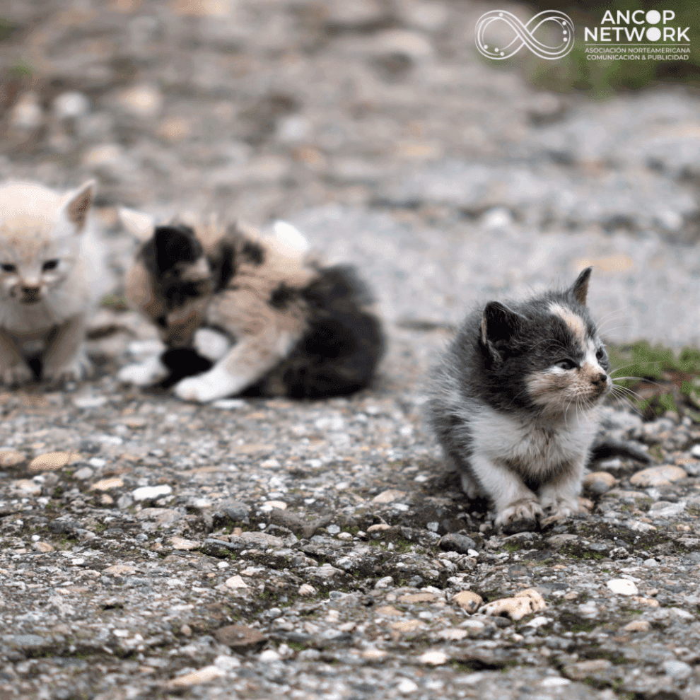 Trabajan en el AIFA para un debido control de fauna 11 AIFA