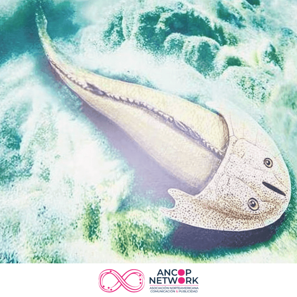 HALLAN RESTOS DE PEZ QUE VIVIÓ HACE 400 MILLONES DE AÑOS EN CHINA 11 FOSIL PEZ