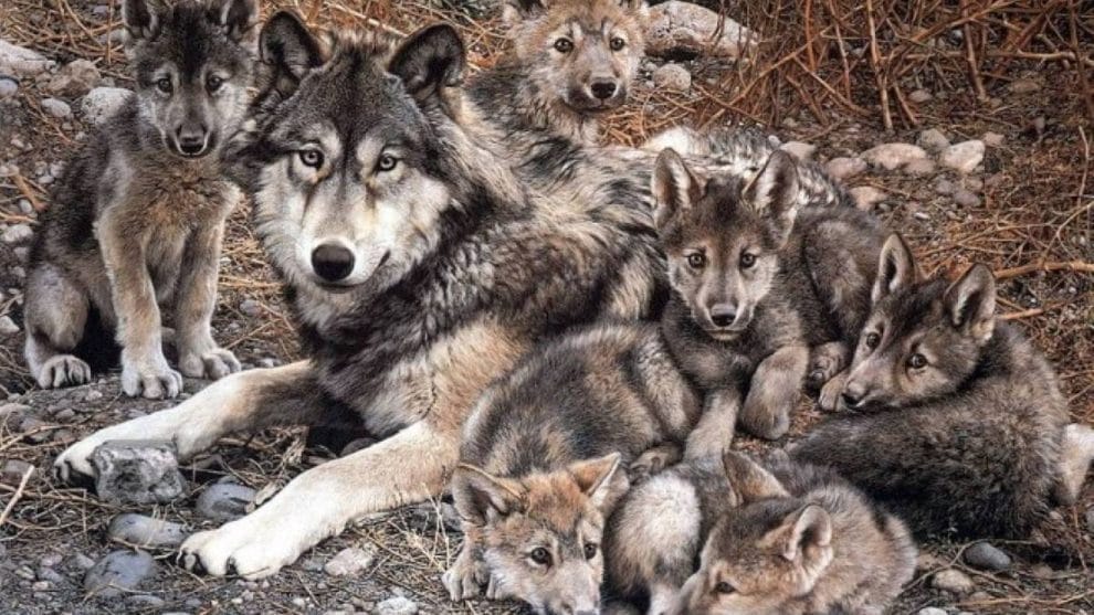 ¡Auuu! Liberan dos parejas de lobo gris mexicano en la sierra de Chihuahua 7 lobo contenido1