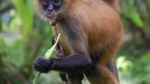1200px Panama spider monkey Costa Rica