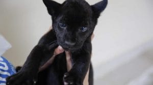 SEXRDIDDOFAI5IPP4GX62O35VI