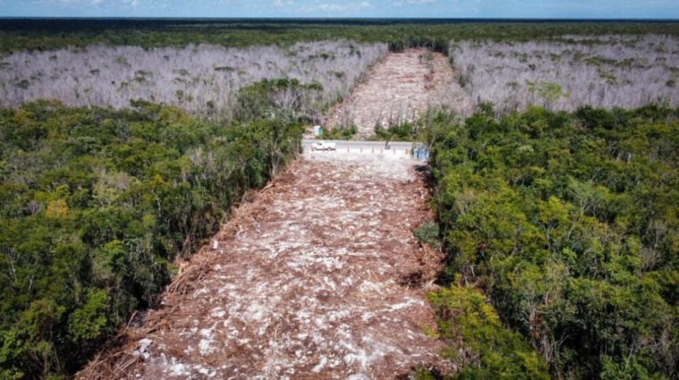 ¿Le decimos adiós a la Selva de Quintana Roo? 7 Tren Maya arrasa con arboles en Playa del Carmen e1646235896204