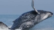 ballenas jorobadas ecobac