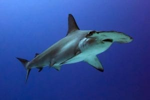 bucear tiburon martillo