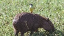 closeup shot of cute yellow bird on brown capybara in green grassy field