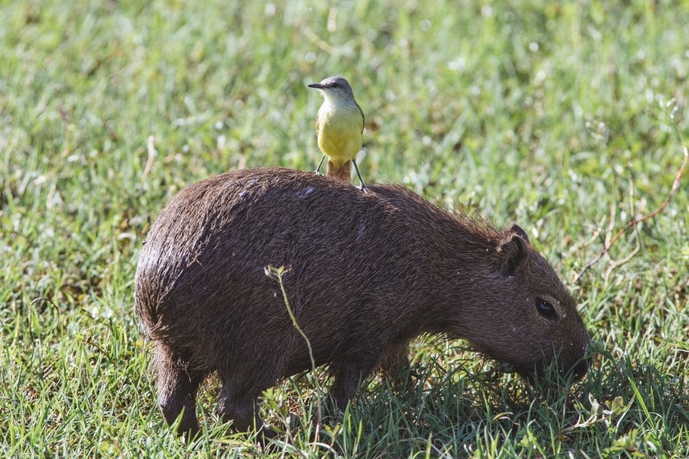 Escasos avances contra pérdida de biodiversidad 11 closeup shot of cute yellow bird on brown capybara in green grassy field