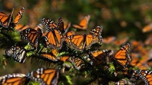Efectos del cambio climatico en mariposas monarca