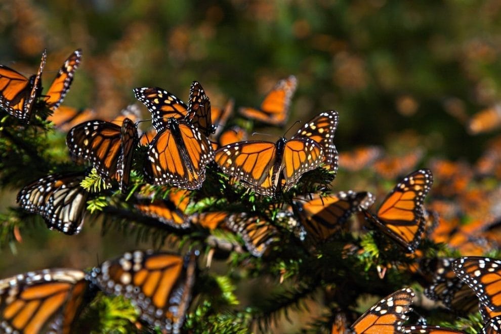 La presencia de la mariposa monarca en México aumentó un 35% en el 2021. 9 Efectos del cambio climatico en mariposas monarca