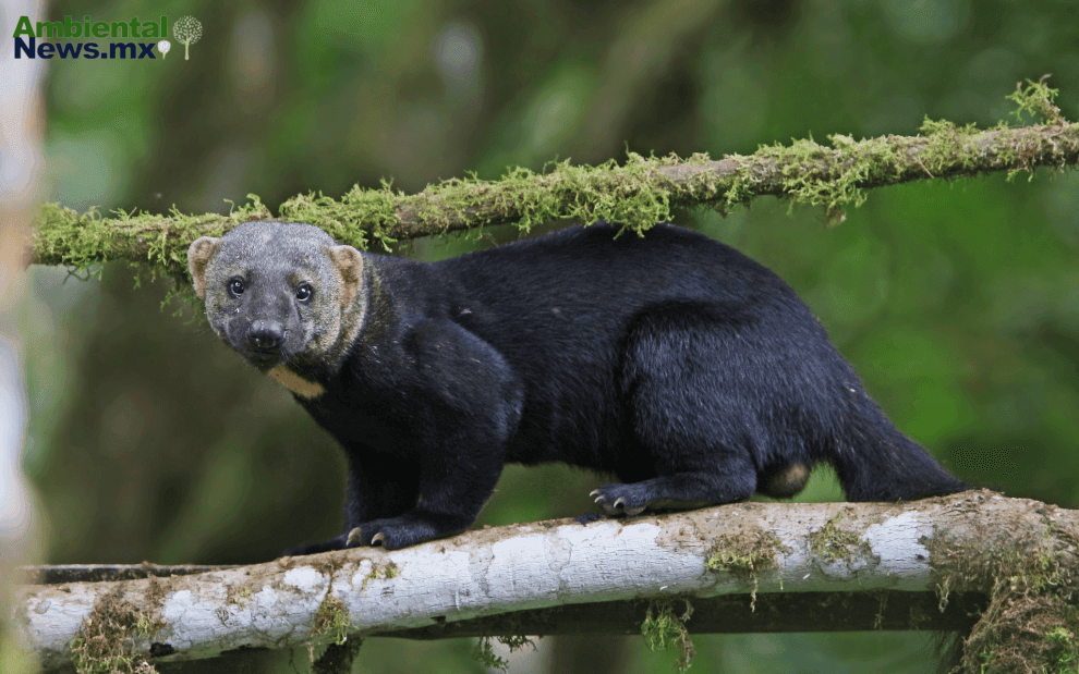 “Viejo de Monte”, especie en peligro de extinción. 11 an344