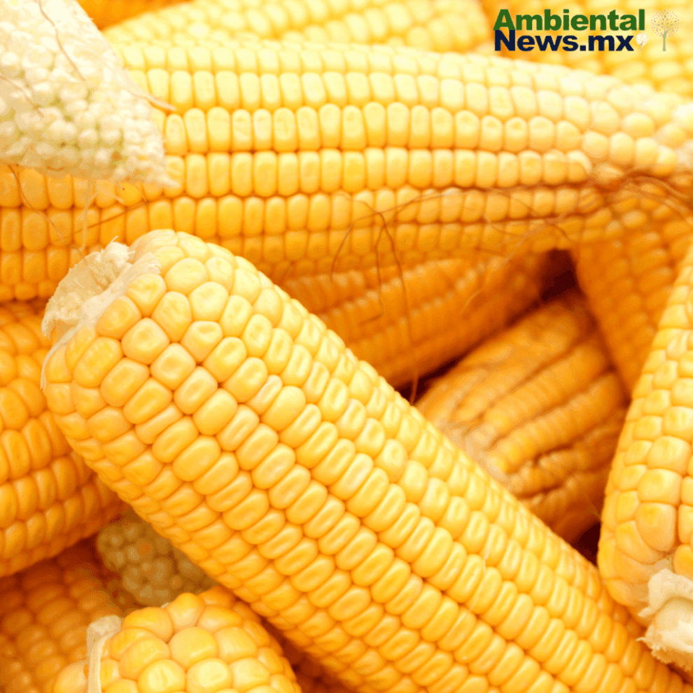 El maíz amarillo en México 11 maiz