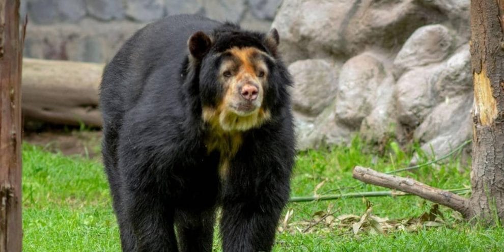 Muere el oso de anteojos del Zoológico de Chapultepec 11 oso pablo 259165 20211203200919