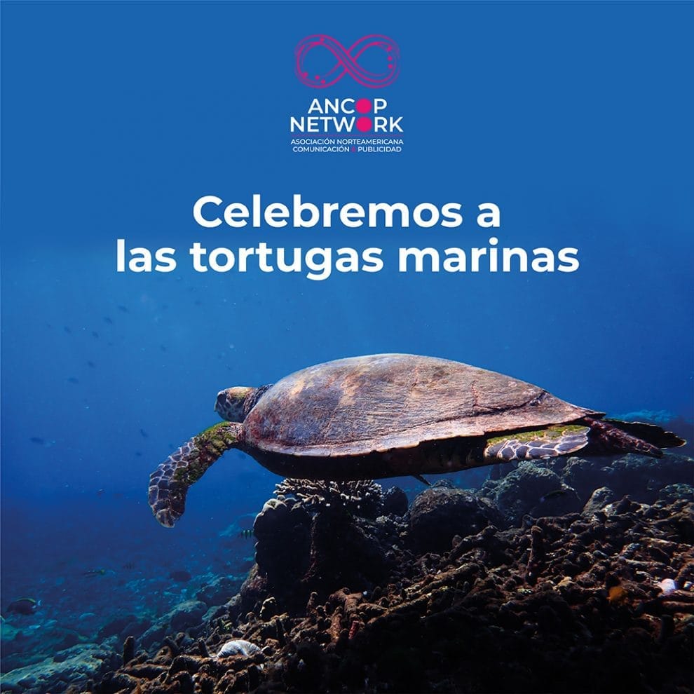 Celebremos a las tortugas marinas 11 ANCOP 03 2