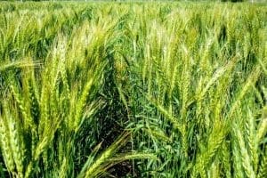 WhatsApp Image 2022 06 09 at 11.54.27 AM 1