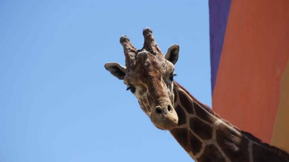 Muere a sus 23 años “Modesto”, jirafa de Ciudad Juárez 11 f1280x720 45585 177260 5050