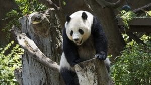 oso panda