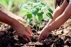siembran arboles y plantas