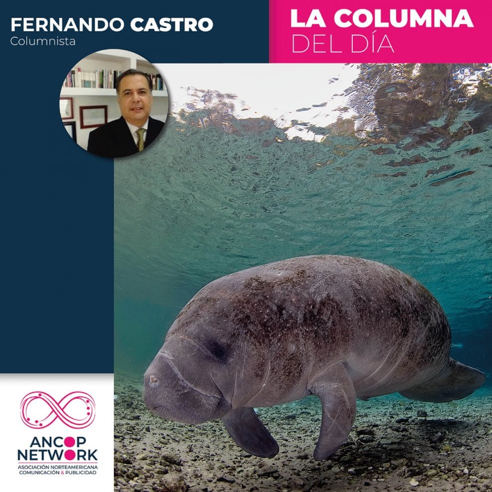 Santuario del Manatí Bahía de Chetumal 11 Fernando Castro 01