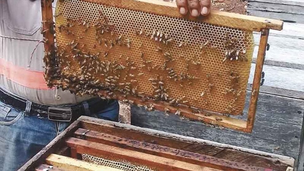 Comprometidos con las abejas y los sistemas de apicultura sostenible 9 f1280x720 46663 178338 5050