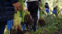 reforestacion sedema