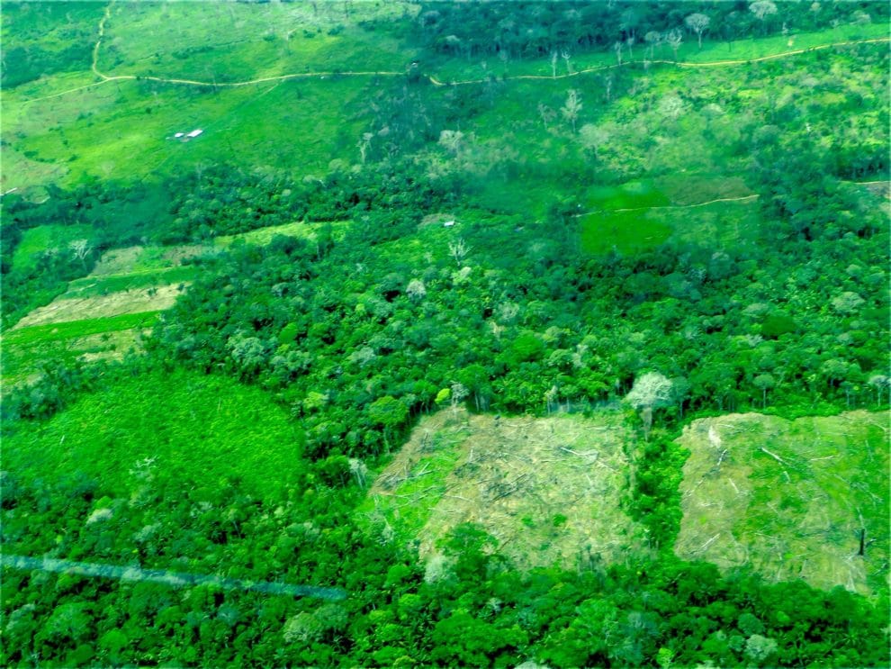 Cada año se pierden alrededor de 6 mil hectáreas en Parque Tinigua 11 00 IMG 7730 scaled 1