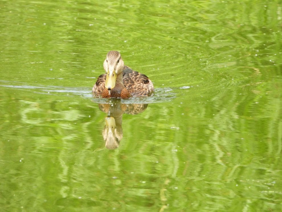 6355617d0730d525629969