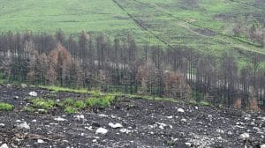 Incendios forestales