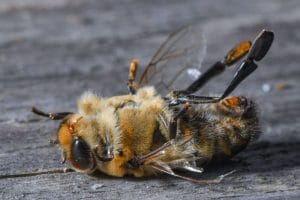 esperanza de vida abejas hoy 770x529 1