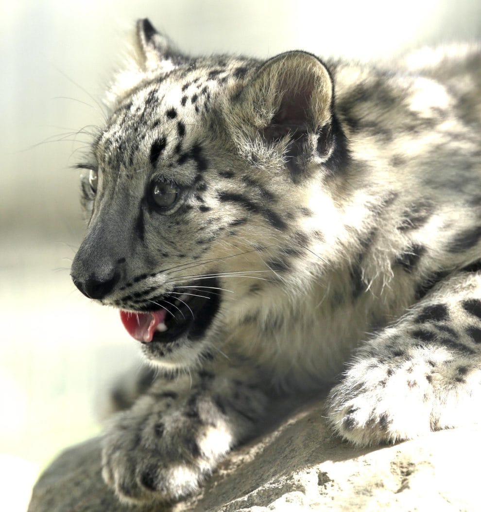 Van a salvar el ecosistema del leopardo de las nieves 11 2d812d6b25c219a727df0ede68938187fa8d6e7ew