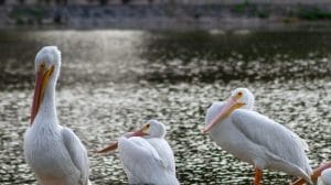 6396522a29601185010574