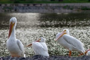 6396522a29601185010574