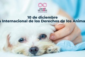 Nota Derechos de los Animales