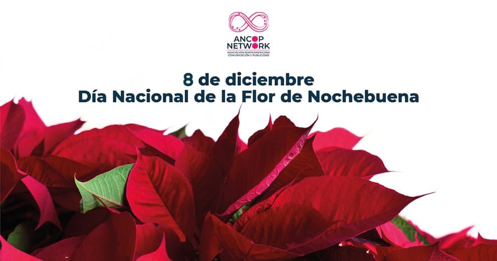 8 de diciembre: Día Nacional de la Noche Buena 7 Nota Flor de Nochebuena