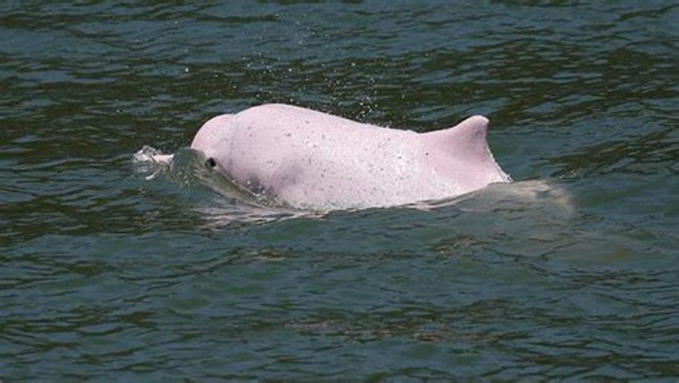 Muerte de delfines blancos en China 11 OIP 2