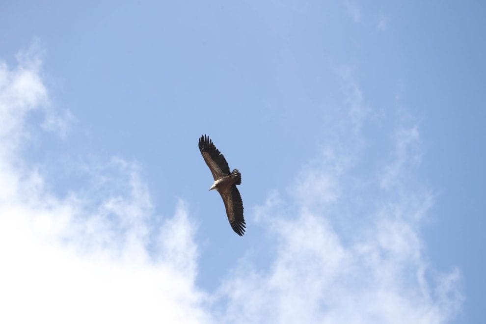 En el cielo de Chipre vuelan buitres de España 11 f16cad28cb03339db41c7e6f27a804ff3c2a0408w