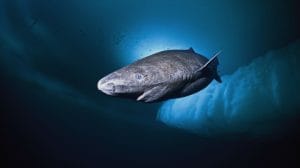 greenland shark 1024x701 2