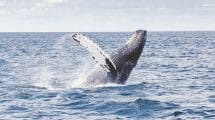 humpback whale 1209297 640
