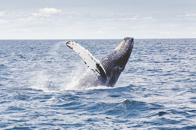 humpback whale 1209297 640