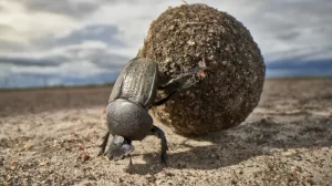 nationalgeographic2788626