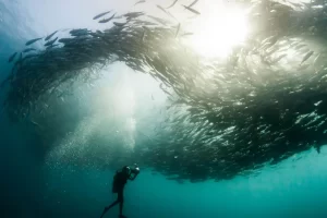 nationalgeographic 2505053