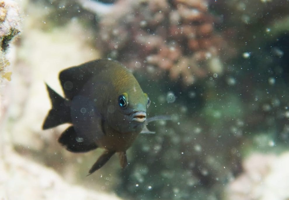 El primer animal que domestica a otro 11 peces damisela